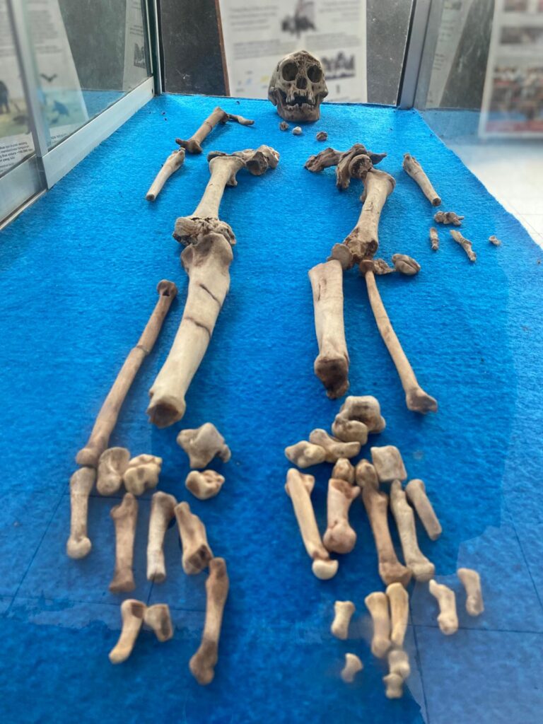 Homo Floresiensis - Haz La Mochila