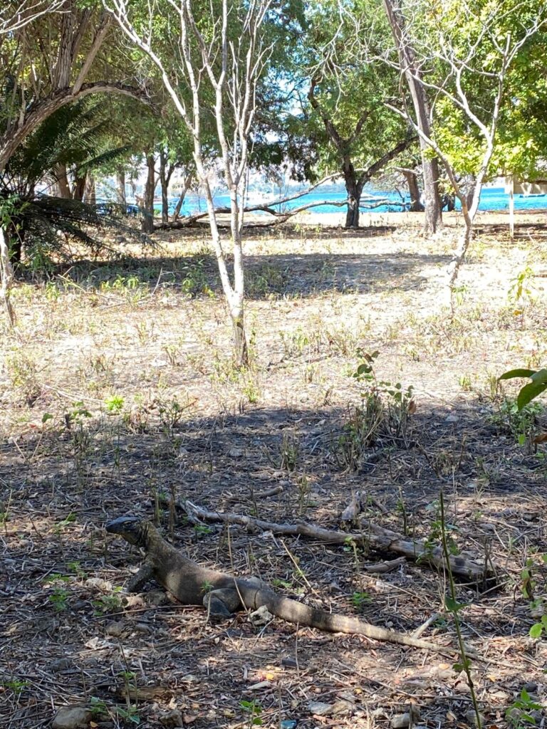 Qué ver en Labuan Bajo