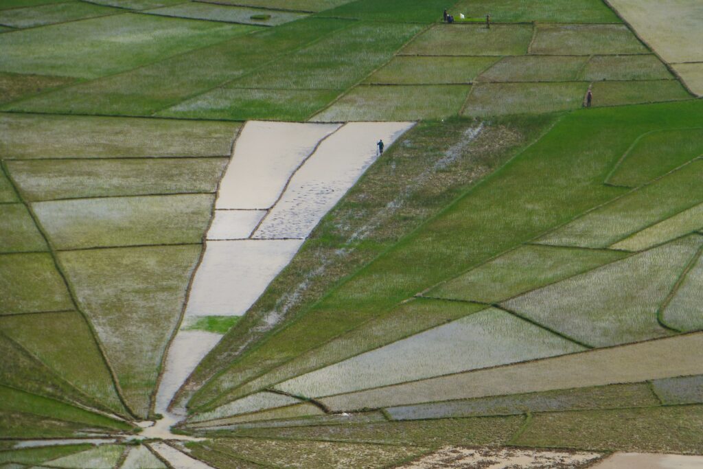 Spider Web Rice Fields - Haz La Mochila